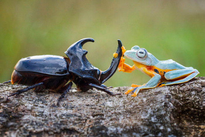 frog riding a beetle