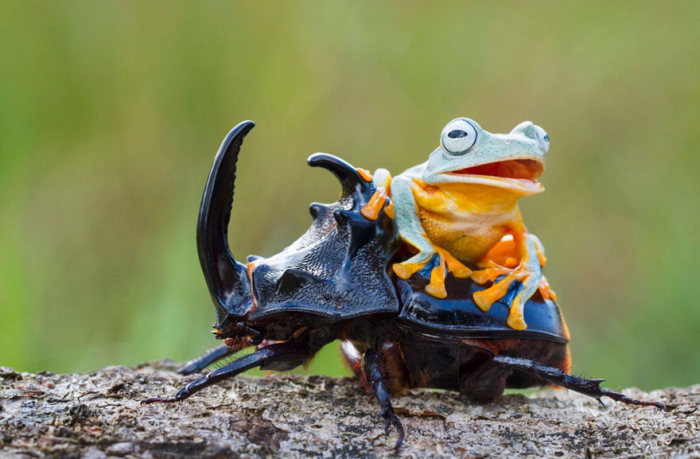 frog riding a beetle