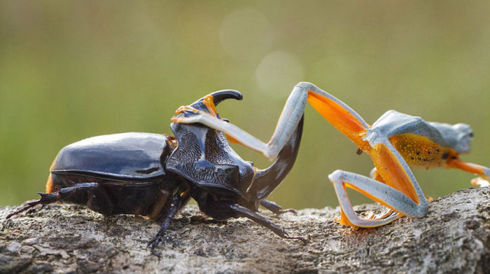 frog riding a beetle