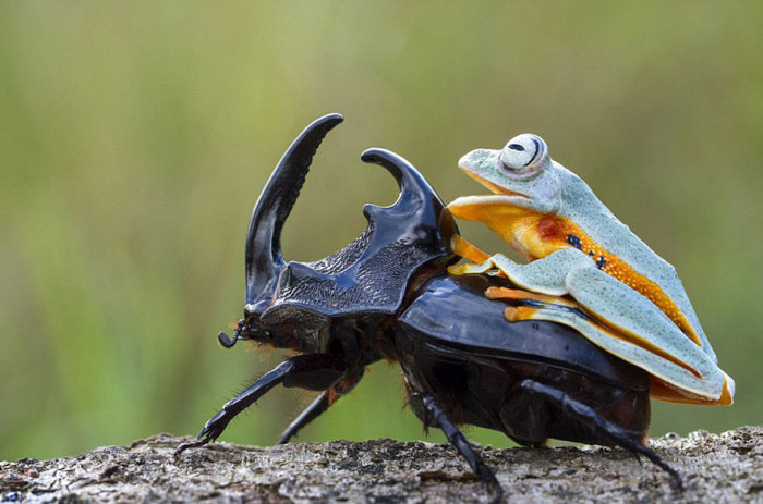 frog riding a beetle