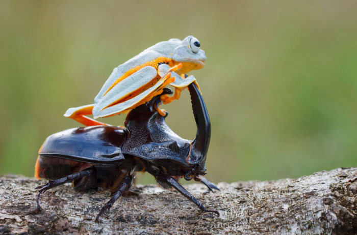 frog riding a beetle