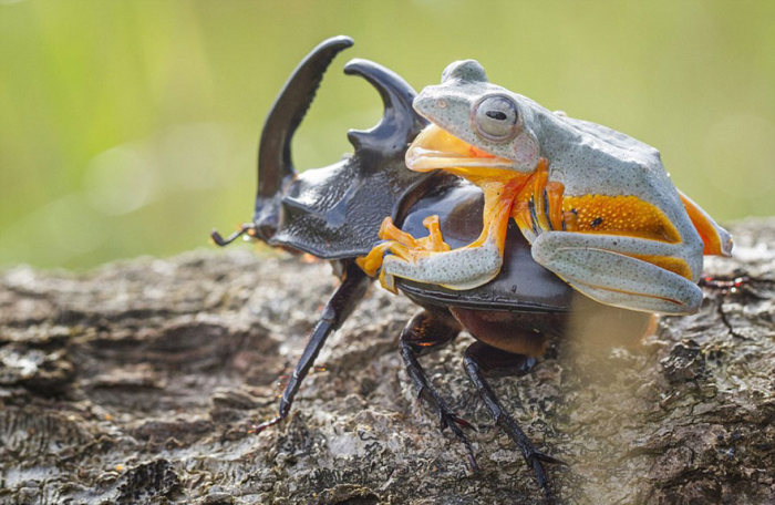 frog riding a beetle