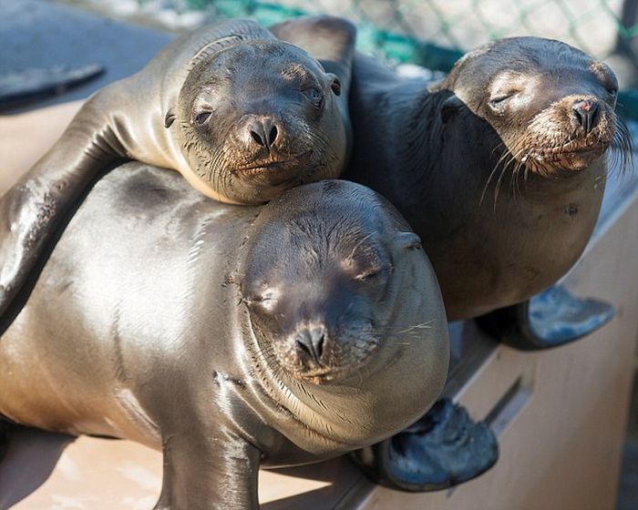 rescuing young sea lion pups