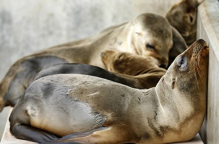 rescuing young sea lion pups