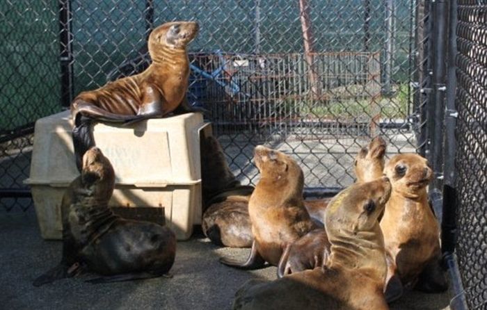 rescuing young sea lion pups