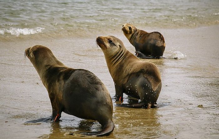 rescuing young sea lion pups