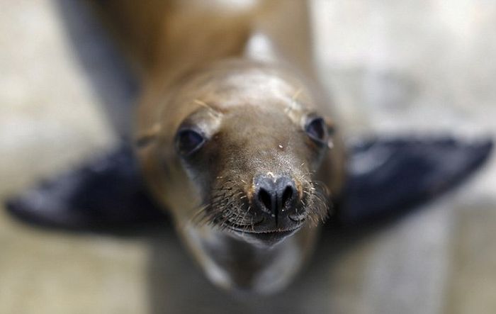 rescuing young sea lion pups