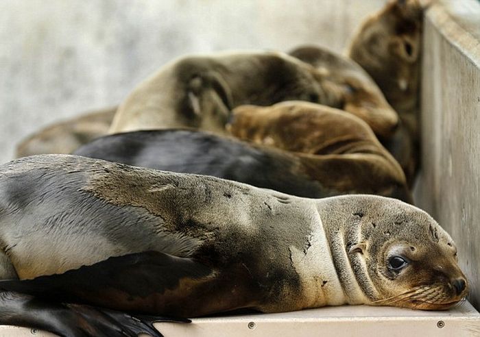rescuing young sea lion pups