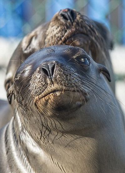 rescuing young sea lion pups