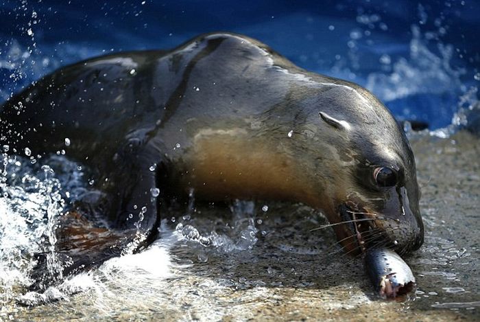 rescuing young sea lion pups