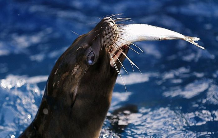 rescuing young sea lion pups