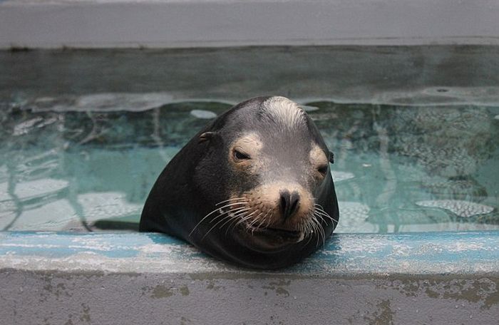 rescuing young sea lion pups