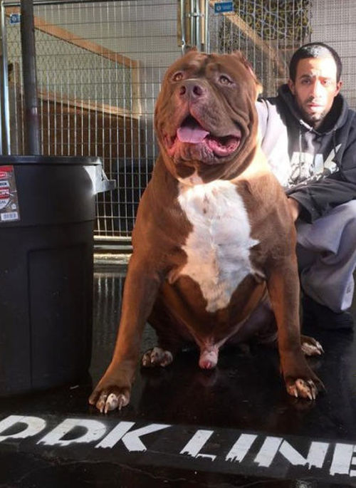 huge pit bull terrier