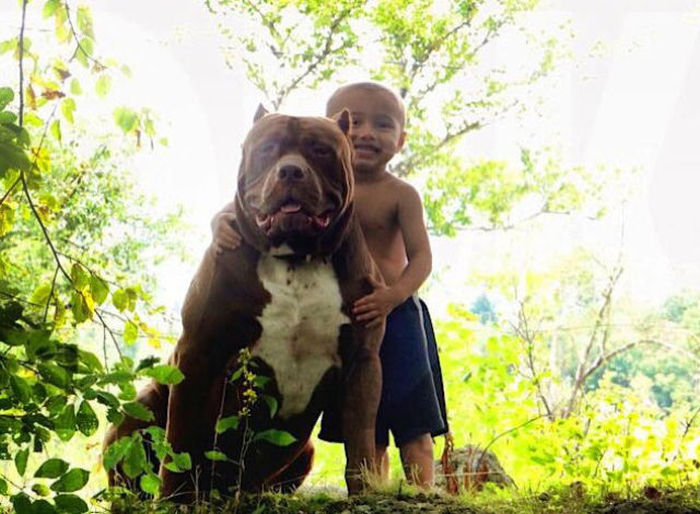 huge pit bull terrier