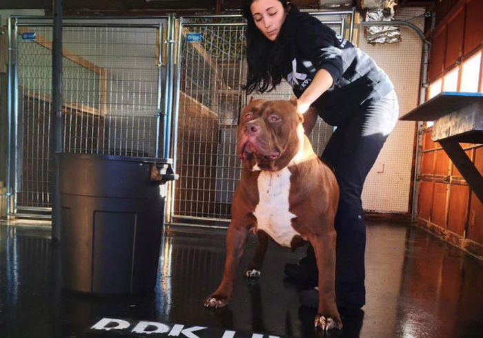 huge pit bull terrier