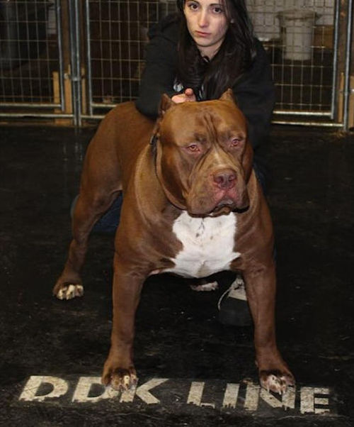 huge pit bull terrier