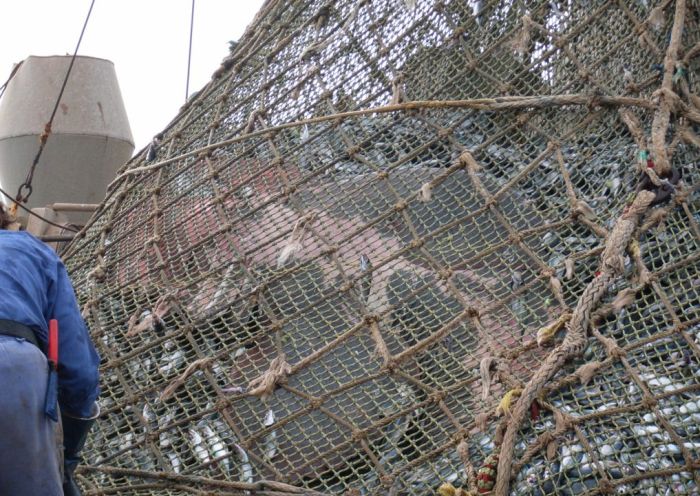 giant basking shark catch