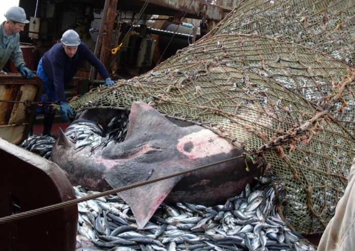 giant basking shark catch