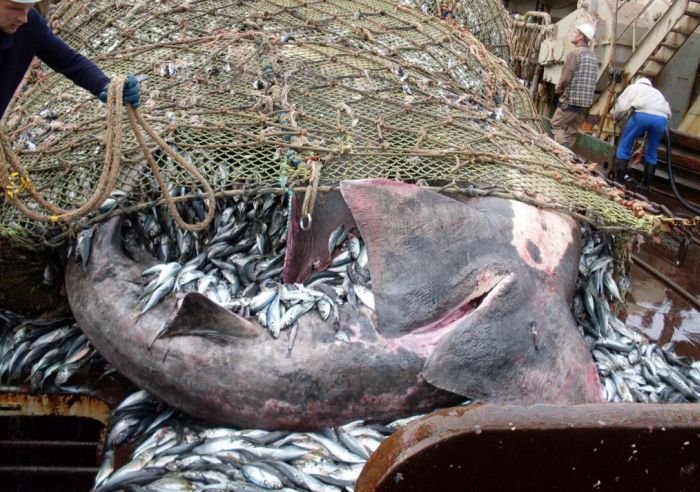 giant basking shark catch