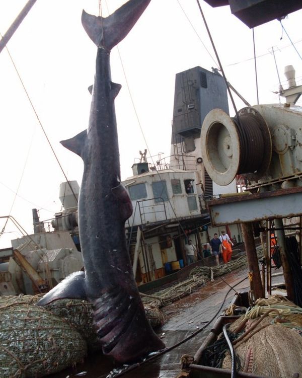 giant basking shark catch