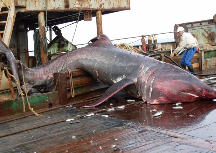giant basking shark catch