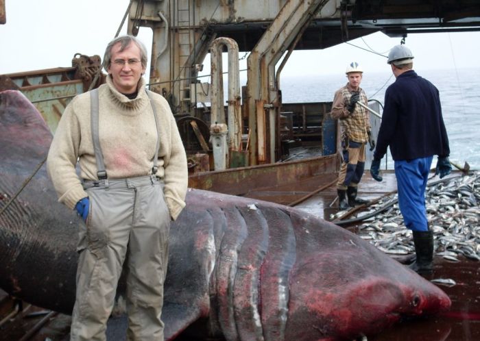 giant basking shark catch