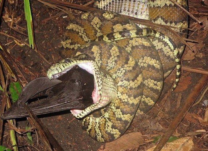 python swallows a bat