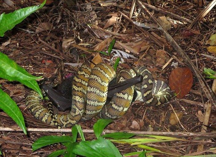 python swallows a bat