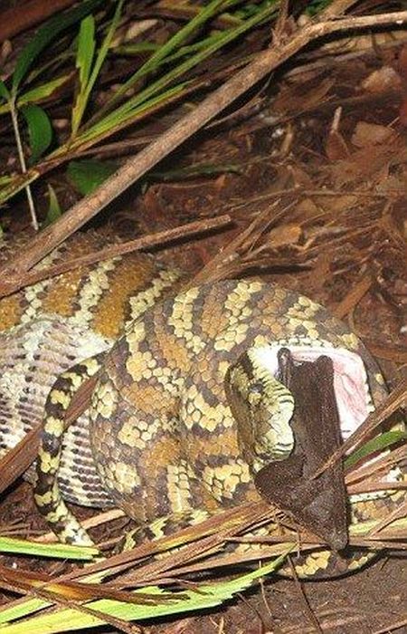 python swallows a bat