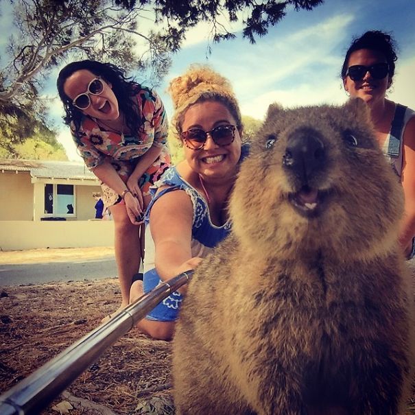 quokka, cute smiling animal