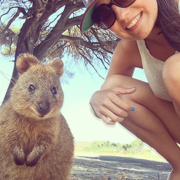 quokka, cute smiling animal