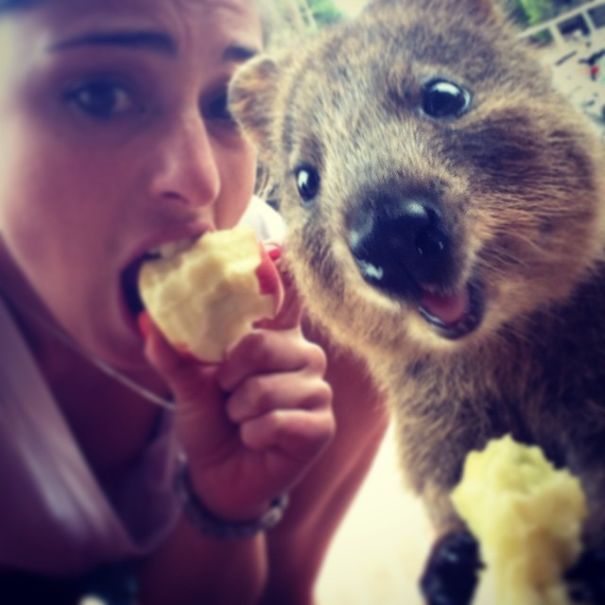 quokka, cute smiling animal