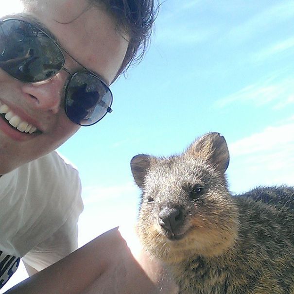 quokka, cute smiling animal