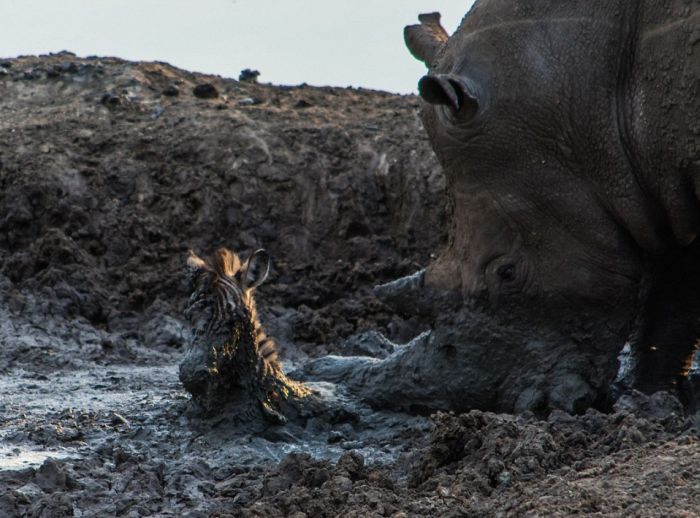 rhino saved a small zebra from the mud