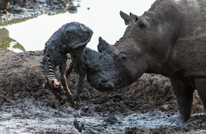 rhino saved a small zebra from the mud