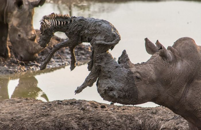 rhino saved a small zebra from the mud