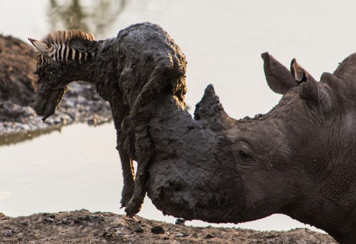 rhino saved a small zebra from the mud