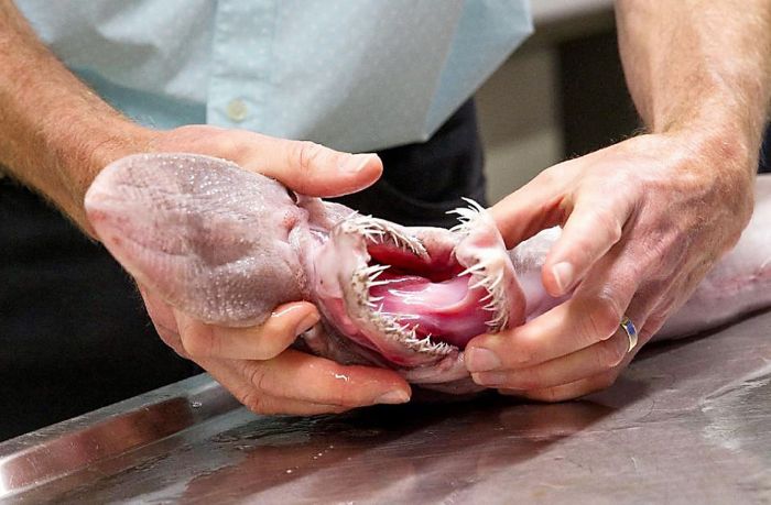 Goblin shark catch, Green Cape, New South Wales, Australia, South Pacific Ocean