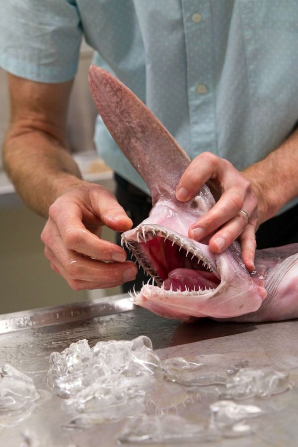 Goblin shark catch, Green Cape, New South Wales, Australia, South Pacific Ocean