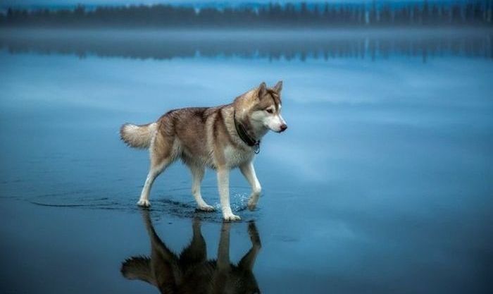 Siberian Husky on a frozen lake