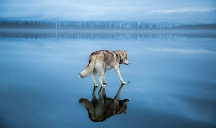 Siberian Husky on a frozen lake