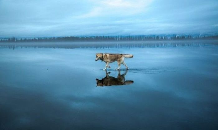 Siberian Husky on a frozen lake