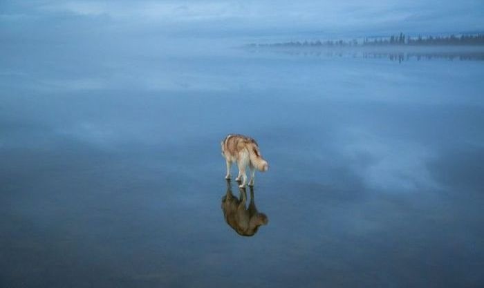 Siberian Husky on a frozen lake