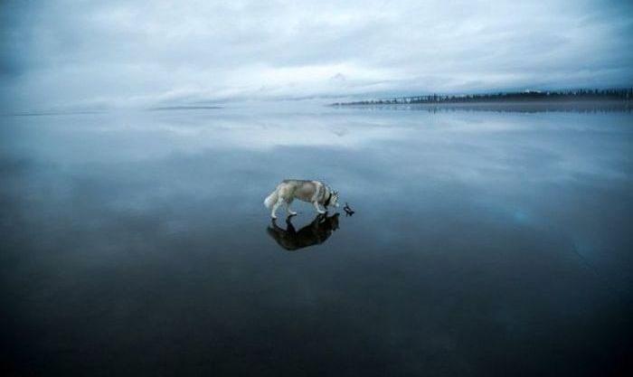 Siberian Husky on a frozen lake