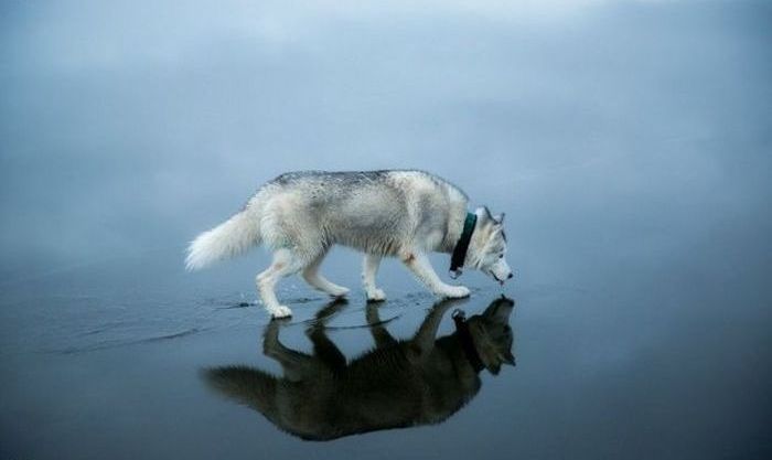 Siberian Husky on a frozen lake