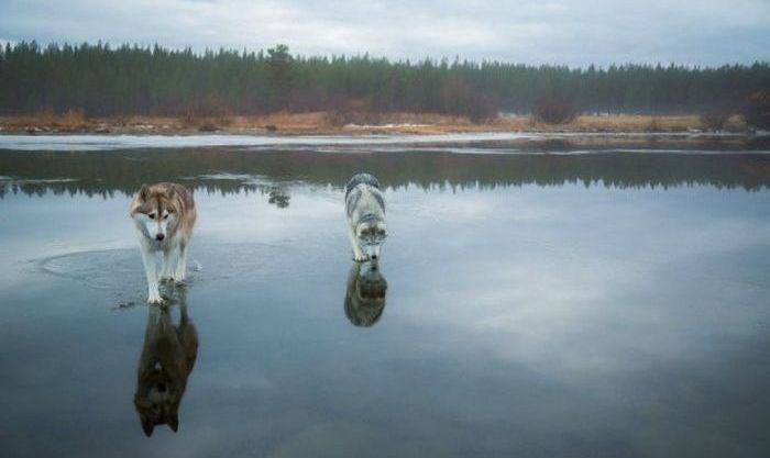 Siberian Husky on a frozen lake