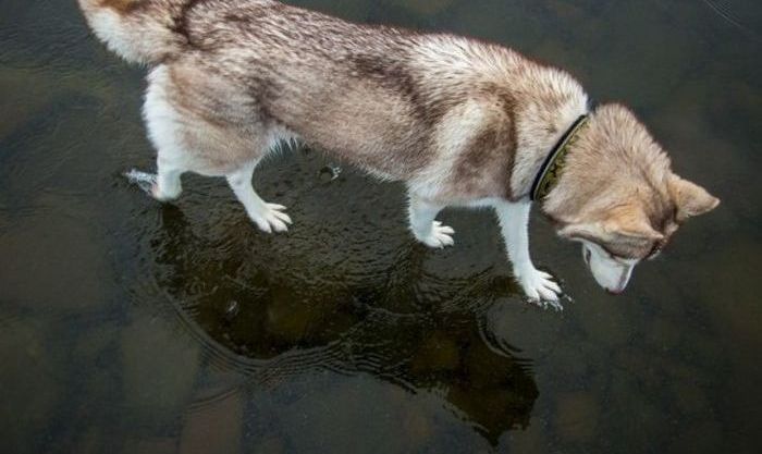 Siberian Husky on a frozen lake