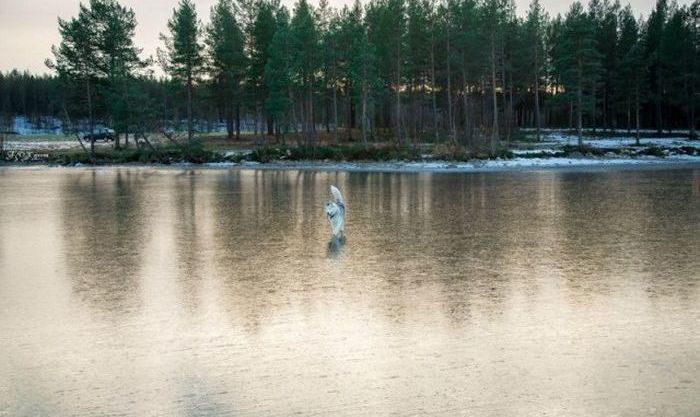 Siberian Husky on a frozen lake