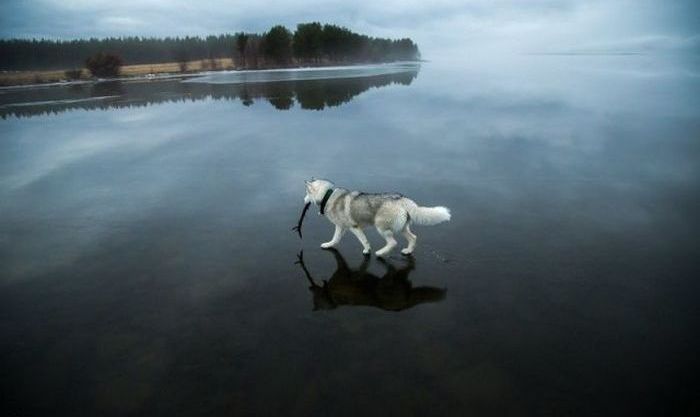 Siberian Husky on a frozen lake