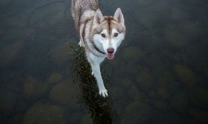 Siberian Husky on a frozen lake